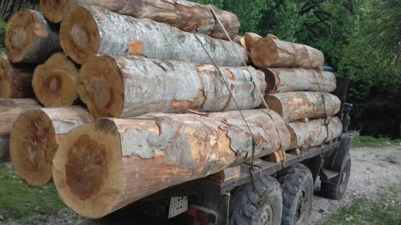 2024 წლის აპრილში ხე-ტყის უკანონო მოპოვებისა და ტრანსპორტირების 125 ფაქტი გამოავლინდა