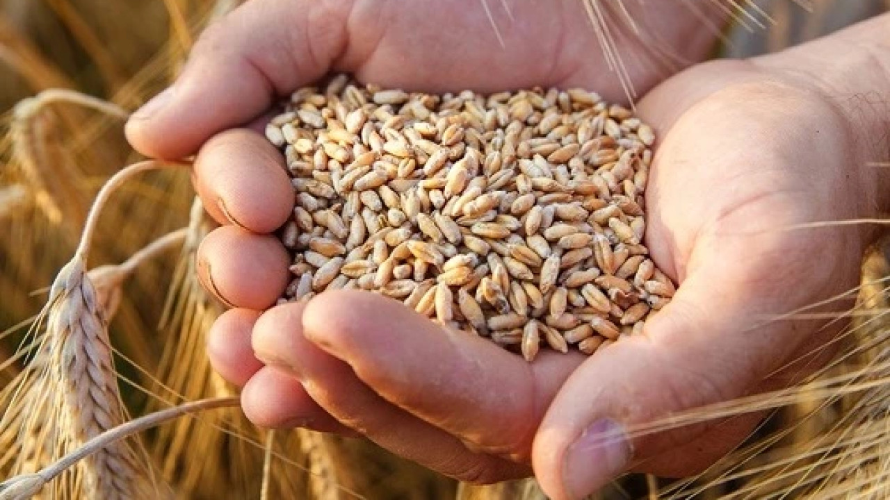 2025 წელს სათესლე და სარგავი მასალის სერტიფიცირების მიმართულებით მნიშვნელოვანი შედეგები დაფიქსირდა