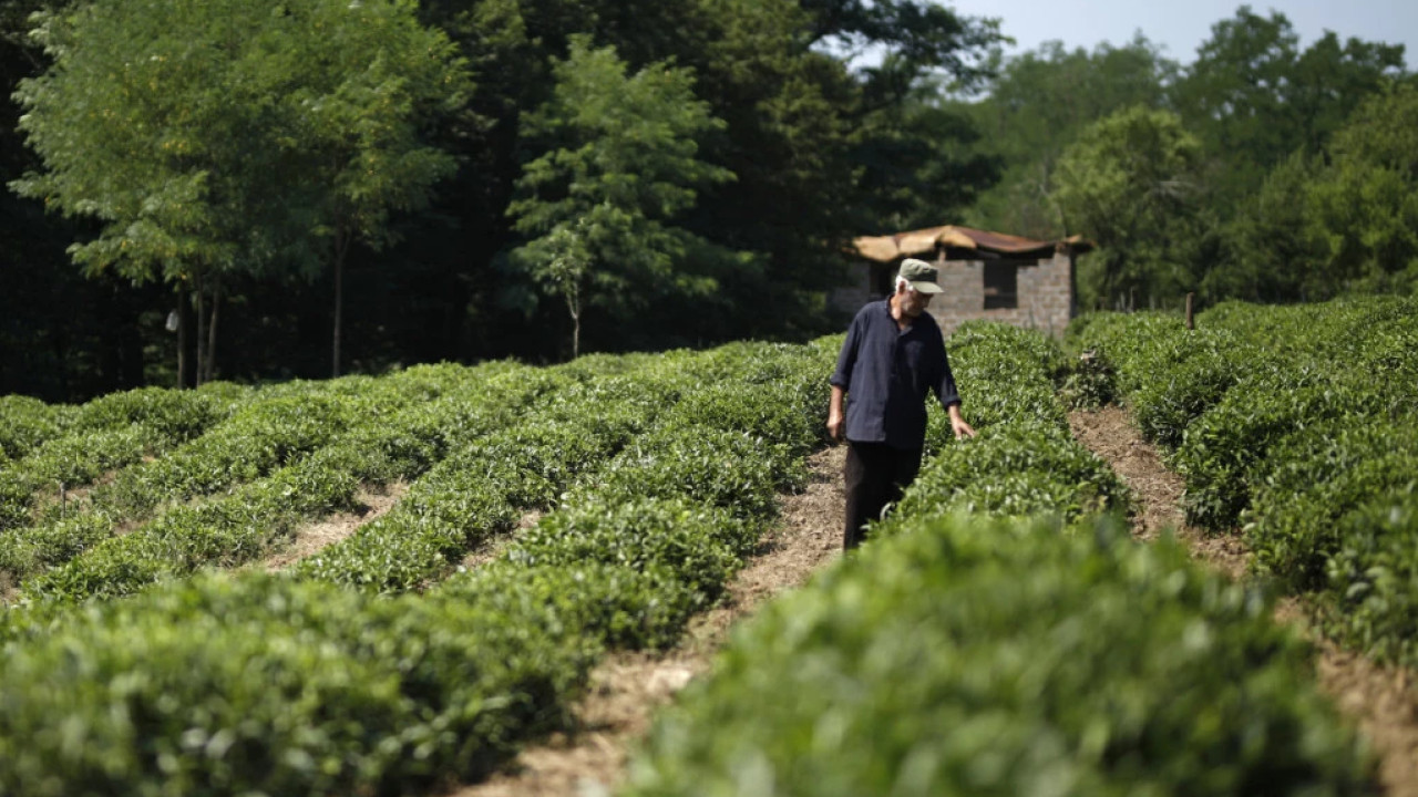 ჩაის კომპანია "ოკრიბამ" მწვანე ჩაის წარმოება დაიწყო