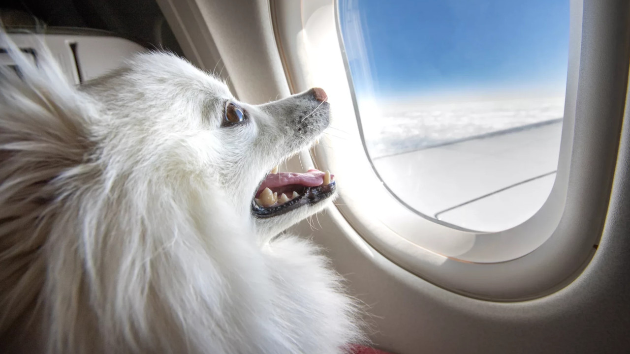 ძაღლების გადამყვანმა ლუქს კლასის პირველმა ავიაკომპანიამ ოპერირება დაიწყო