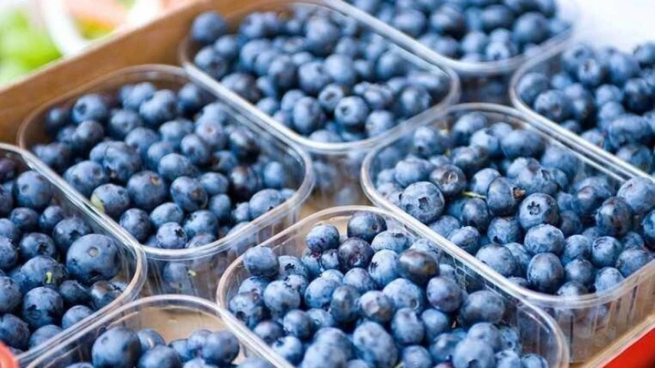 "წელს, საქართველოში წარმოებული მოცვი ახალ საექსპორტო ბაზრებზე გავა" - ლურჯი მოცვის მწარმოებელთა ასოციაციის გეგმები