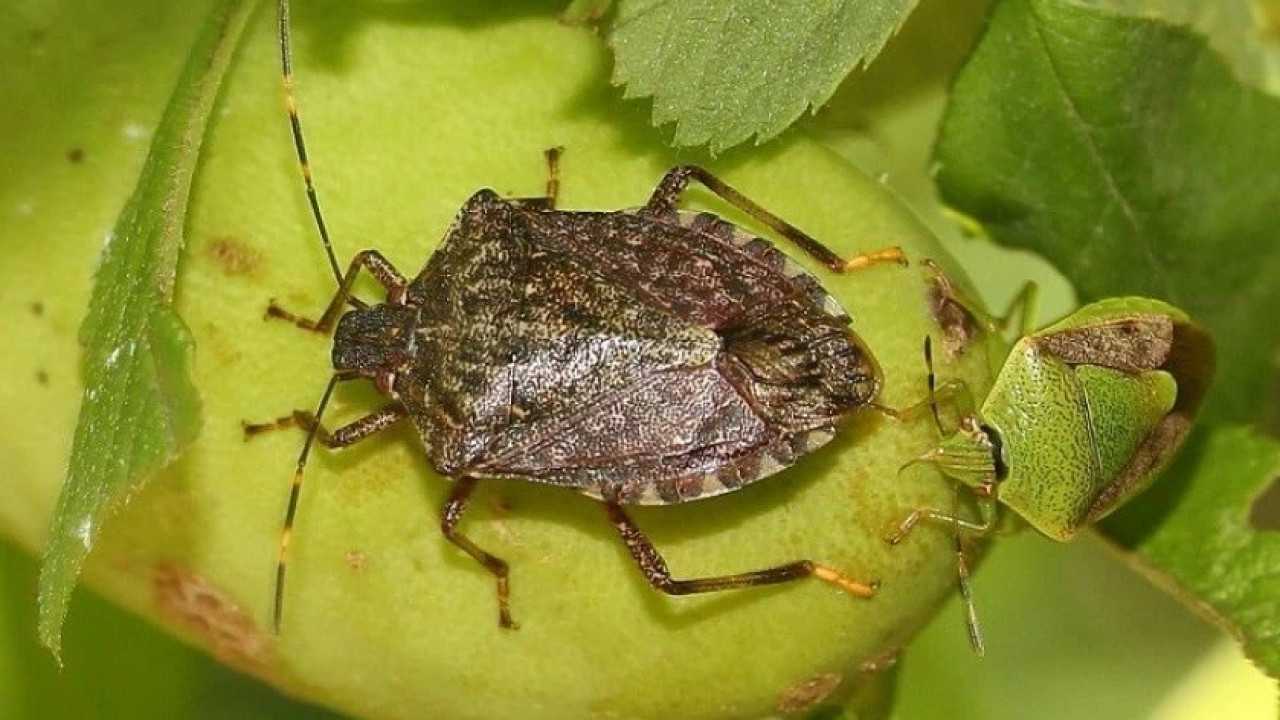 ფაროსანას საწინააღმდეგოდ კომპლექსური ღონისძიებები იწყება