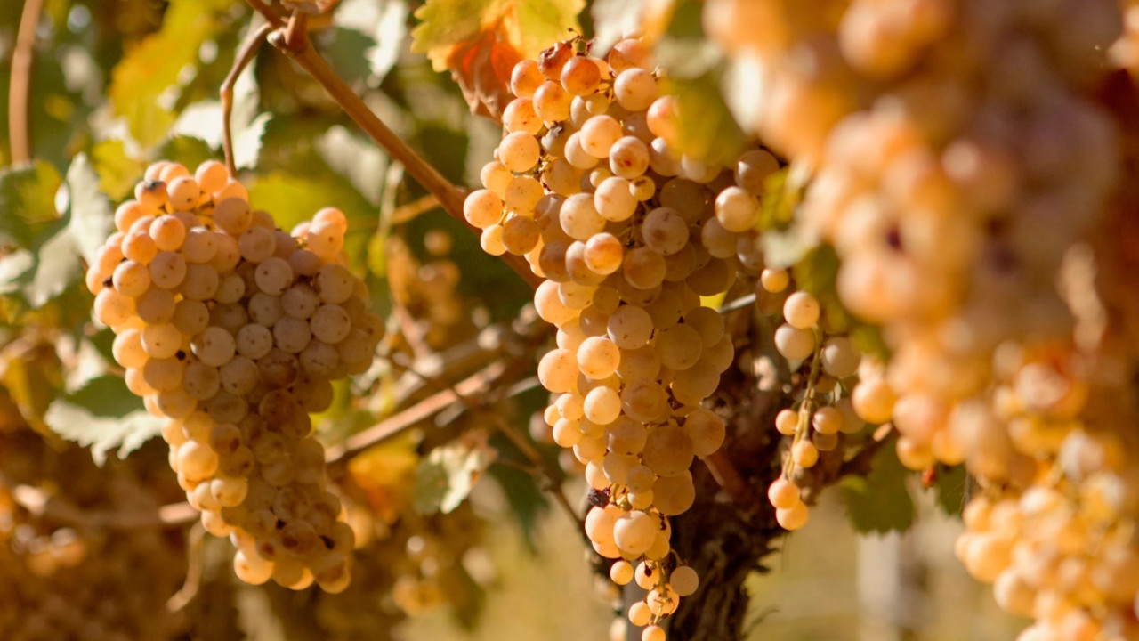 "საქართველო 10-15 წლის შემდეგ, ნებისმიერი პროდუქტის მიმართულებით, "მწვანე ზონა" უნდა გახდეს" - "მარანი გელოვანი"