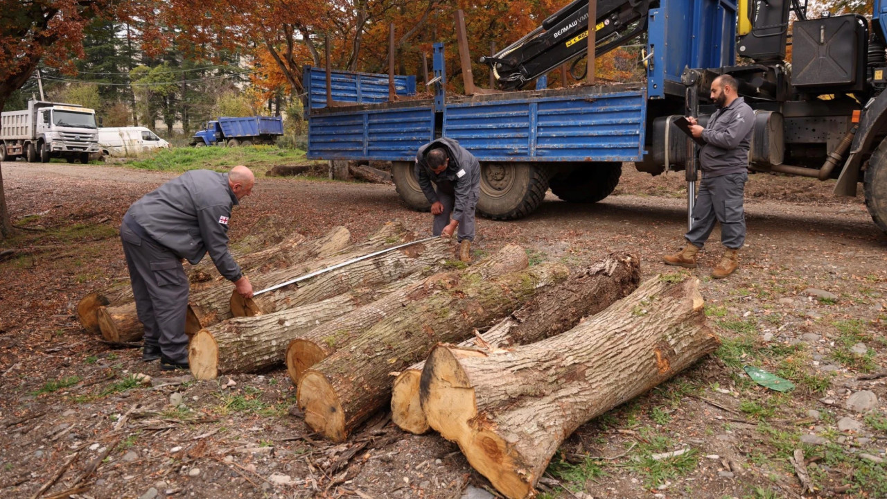 ზესტაფონის მუნიციპალიტეტში, წითელი ნუსხით დაცული -  წაბლის სახოების უკანონო ჭრის ფაქტი გამოავლინდა