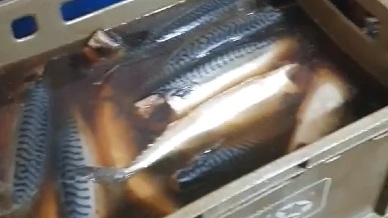 "თევზის შესაბოლ საწარმოებში კრიტიკული შეუსაბამობები გამოვლინდა" - კონტროლი განხორციელდა 200-მდე ობიექტში