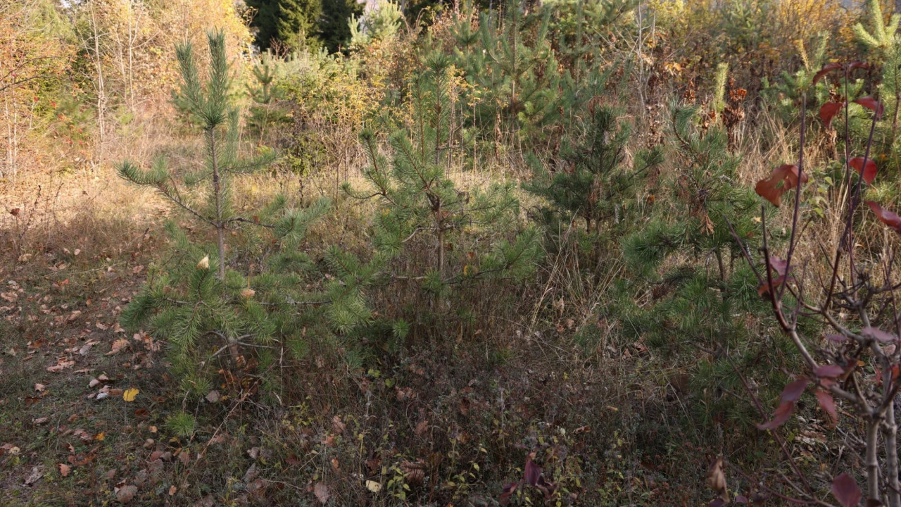 კახა კაკაბაძე: ბაკურიანში, 123 ჰა-მდე ფართობზე ტყის ბუნებრივი განახლების ხელშეწყობის სამუშაოები მიმდინარეობს