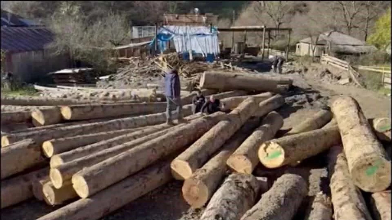 გარემოსდაცვითი ზედამხედველობის დეპარტამენტმა რაჭაში უკანონო ტყითსარგებლობის ფაქტი გამოავლინა