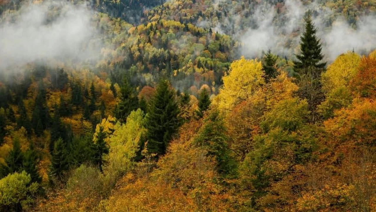 ხე-ტყის უკანონოდ მოპოვებისა და ტრანსპორტირების ფაქტებზე კანონმდებლობა გამკაცრებულია