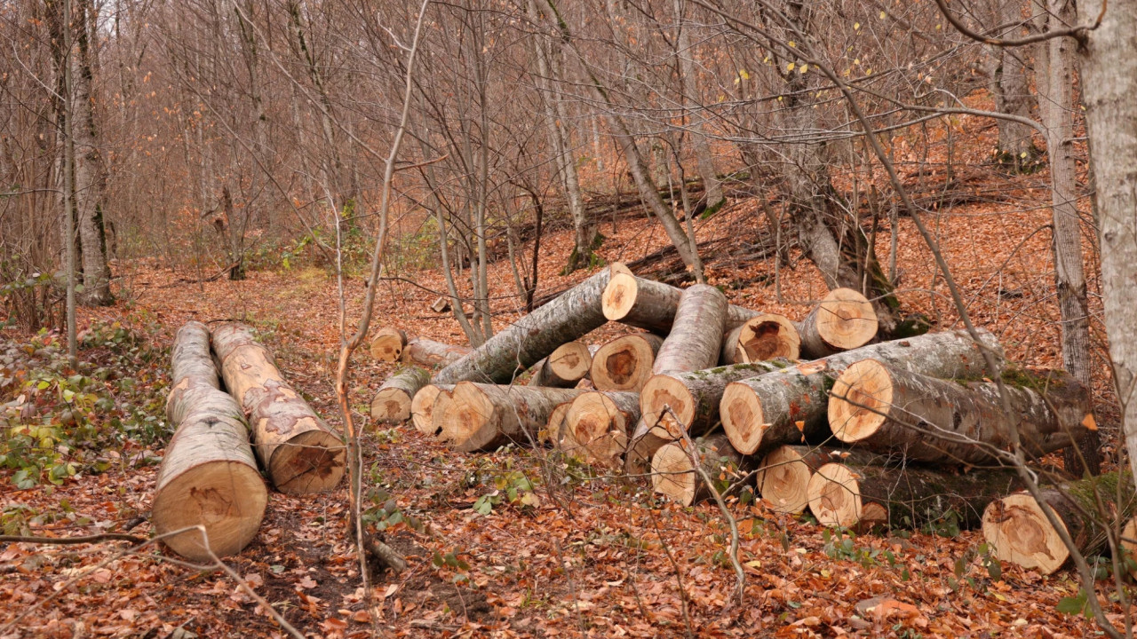 სატყეო სამსახურის თანამშრომლებმა ახმეტაში დაურეგისტრირებელი სახერხი საამქრო გამოავლინეს