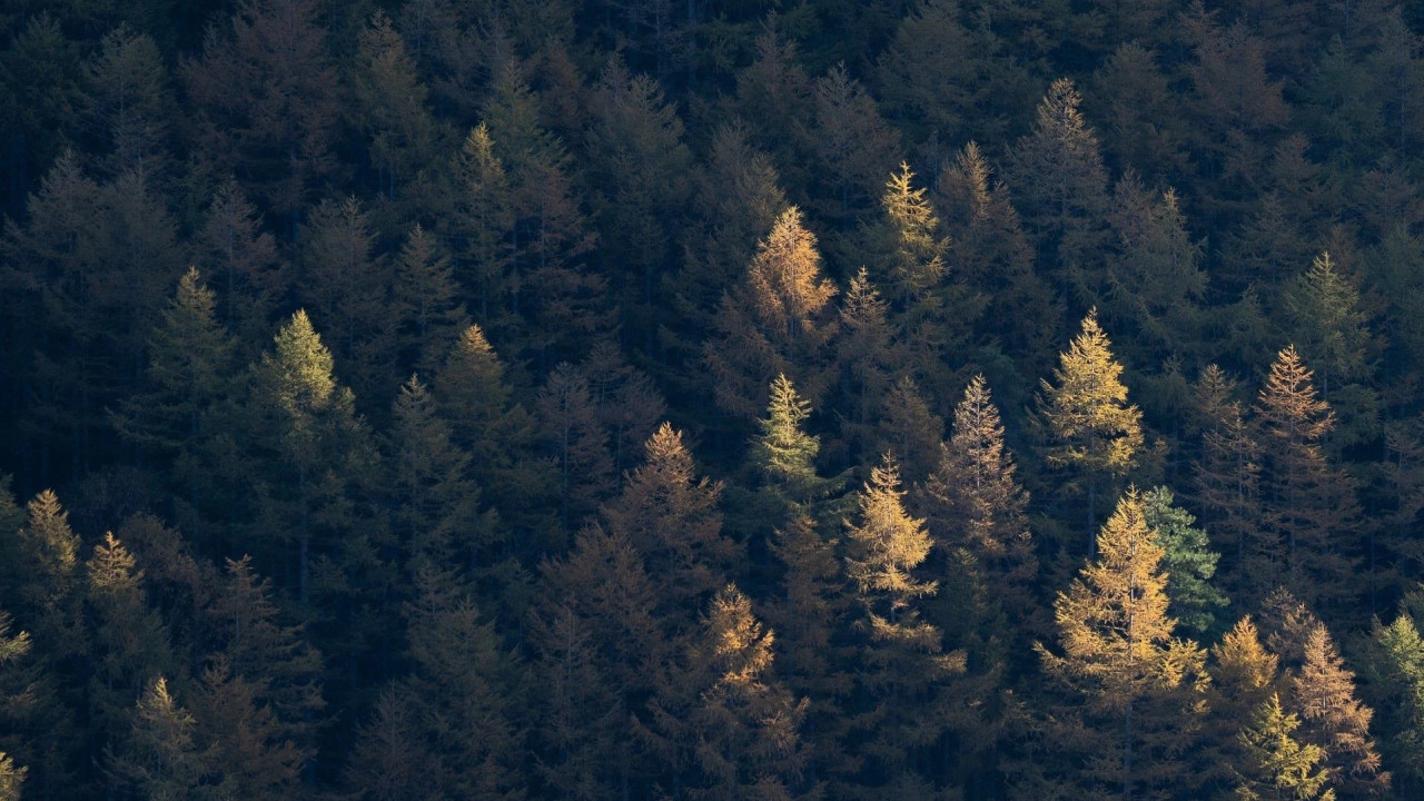 ხე-ტყის უკანონო მოპოვებაზე კონტროლი გამკაცრდა