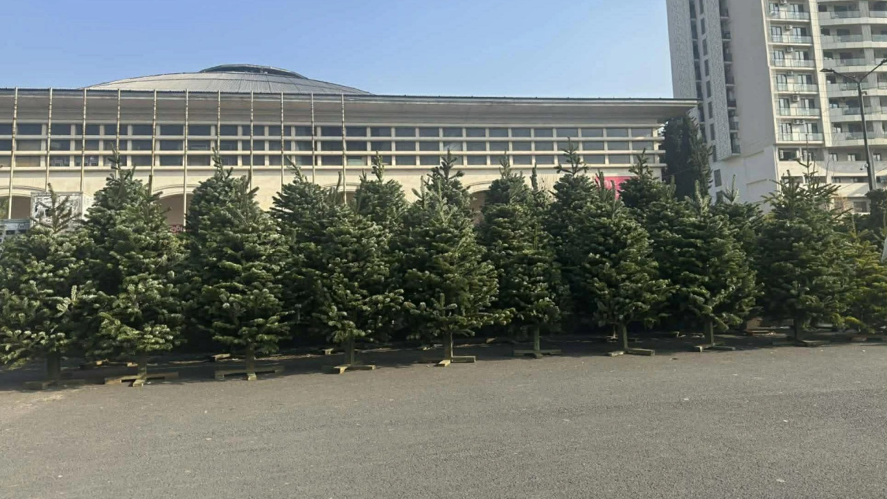 წიწვოვანი ხე-მცენარეების მოპოვებაზე, ტრანსპორტირებასა და რეალიზაციაზე კონტროლი მკაცრდება