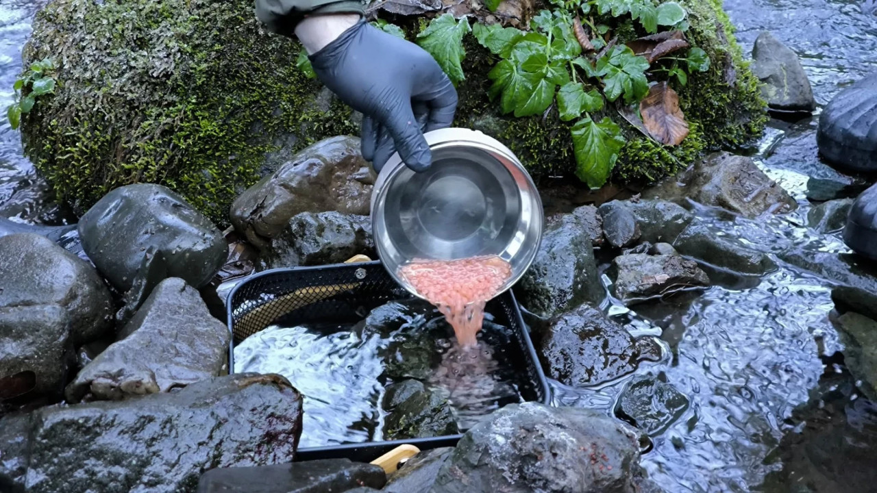 ზემო იმერეთის მდინარეები ნაკადულის კალმახის ქვირითით დათევზიანდა