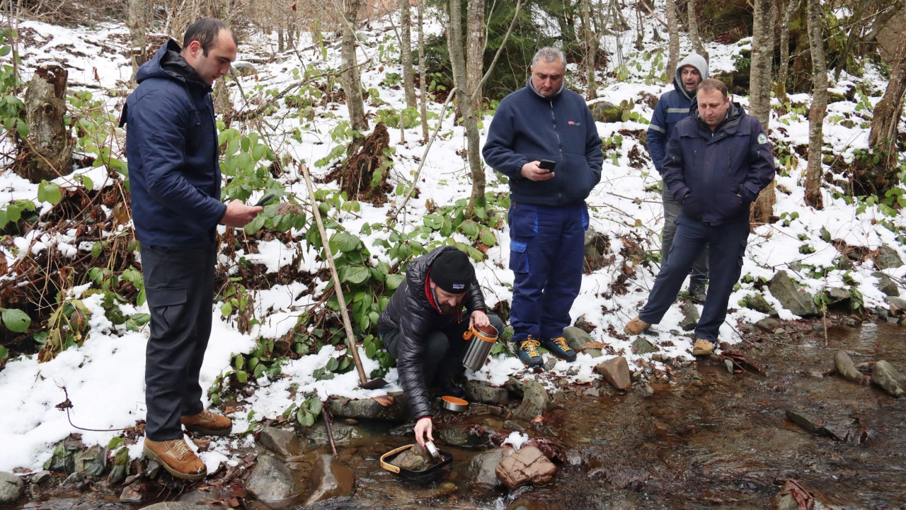 სვანეთში, მდინარე ენგურის შენაკადები ნაკადულის კალმახის ქვირითით დათევზიანდა