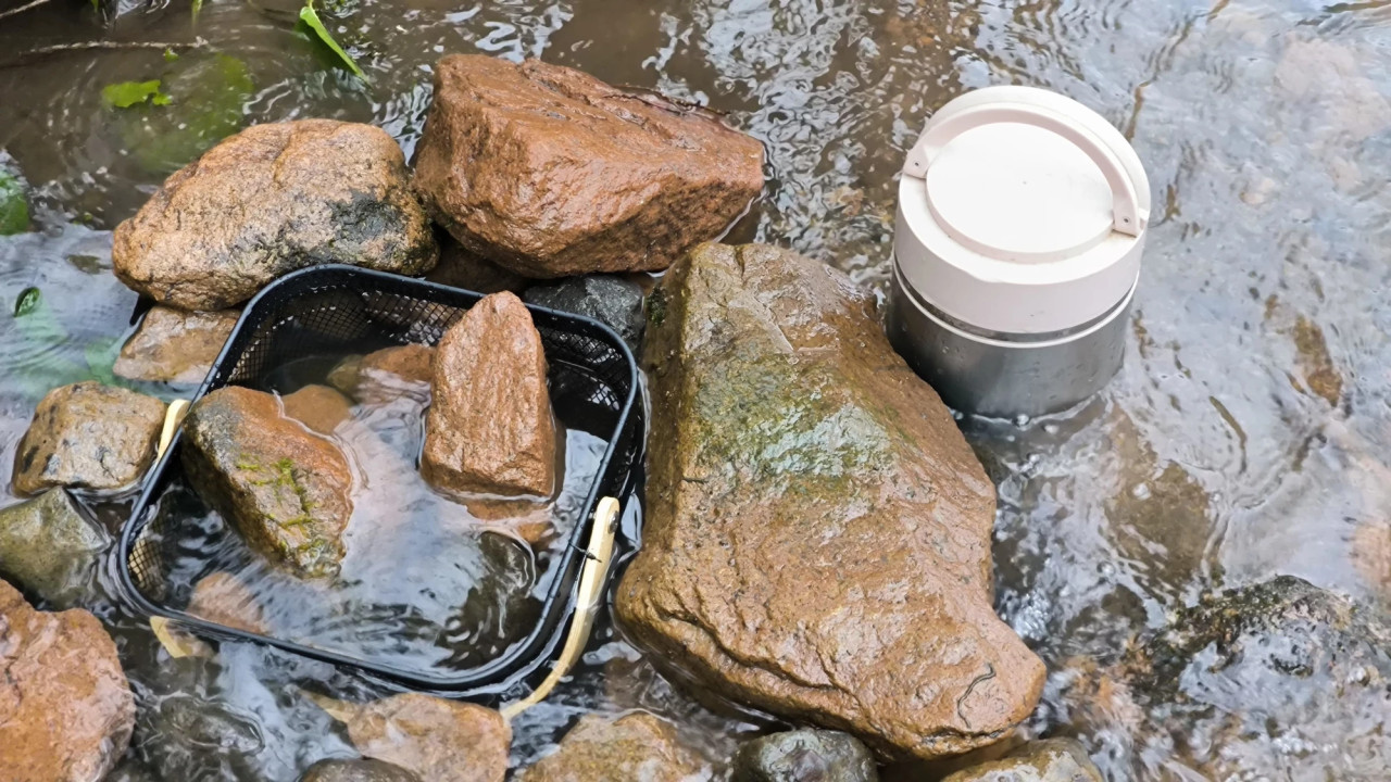 ოზურგეთის რაიონში, სოფეელ ლიხაურში, მდინარე აჭის წლის შენაკადები ნაკადულის კალმახის ქვირითით დათევზიანდა