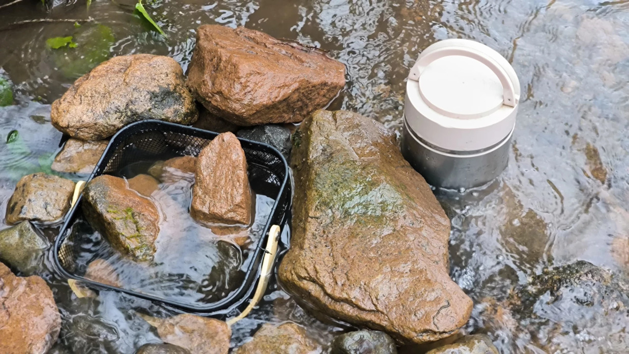 ჩოხატაურის მუნიციპალიტეტის მდინარეების შენაკადები ნაკადულის კალმახის ქვირითით დათევზიანდა