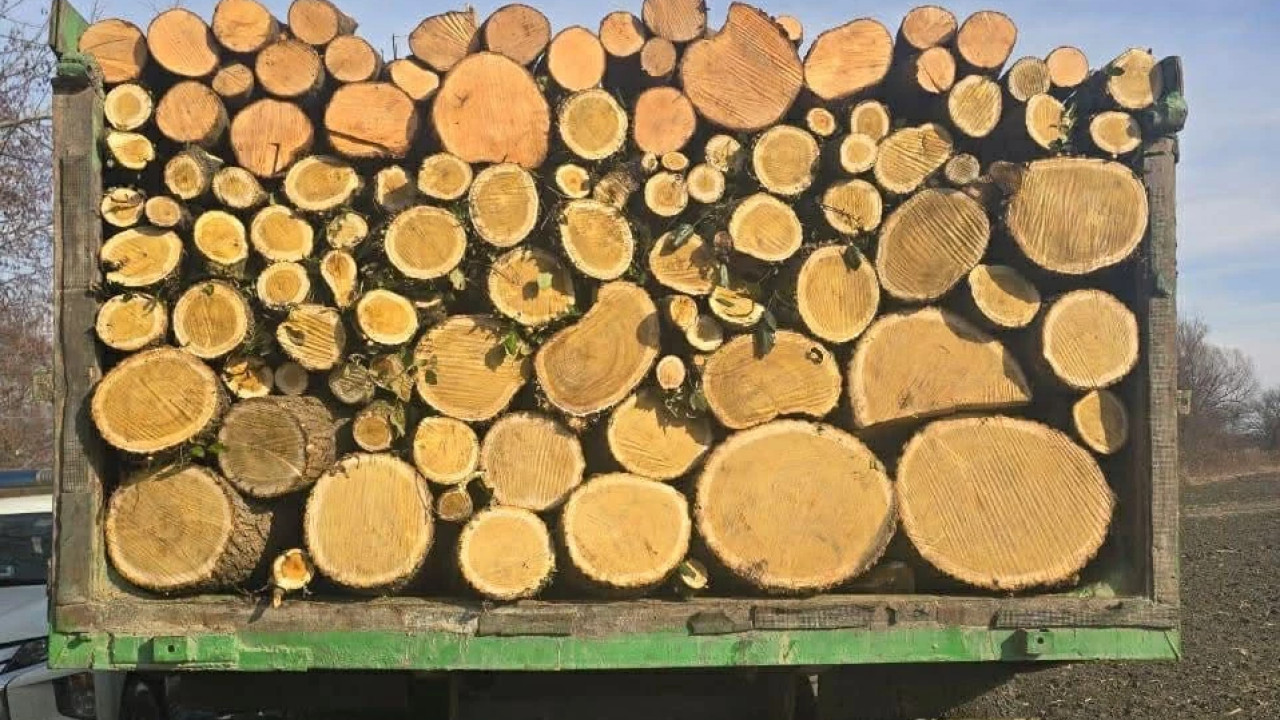 გარემოსდაცვითი ზედამხედველობის დეპარტამენტმა უკანონო ტყითსარგებლობის 16 ფაქტი გამოავლინა