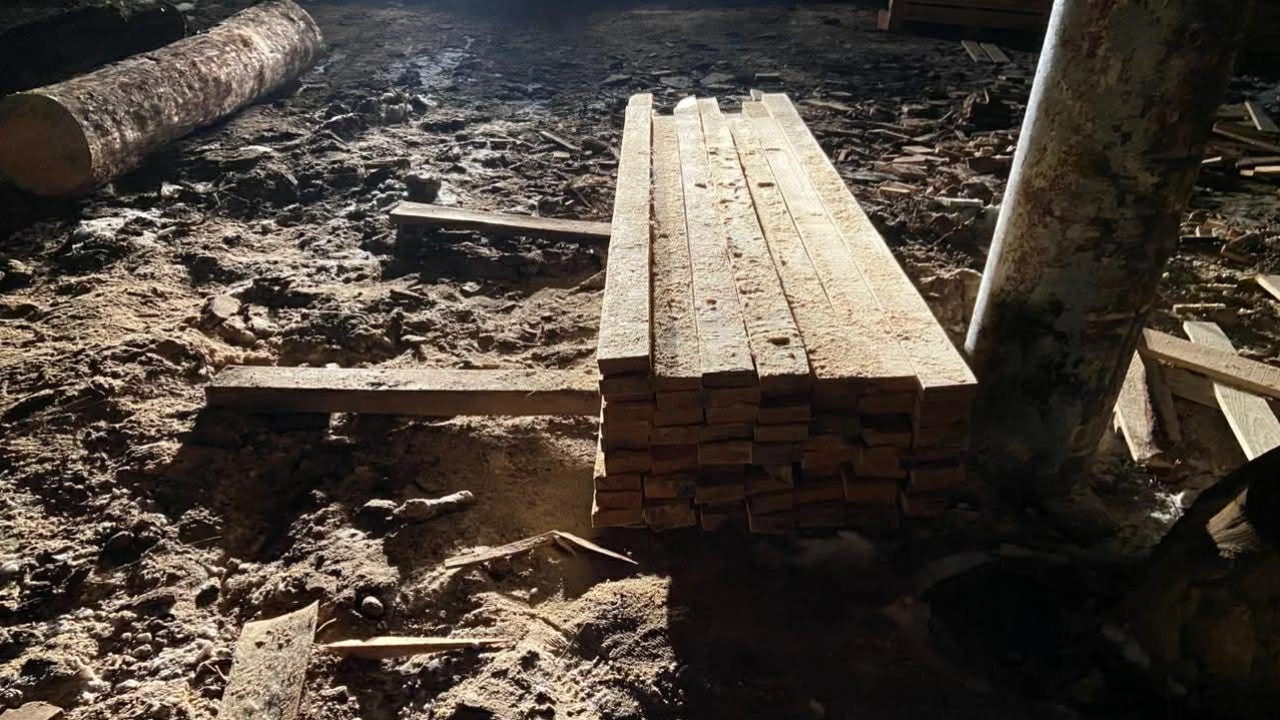 ბოლო 5 წელიწადში უკანონო ტყითსარგებლობის ფაქტების კლება ფიქსირდება