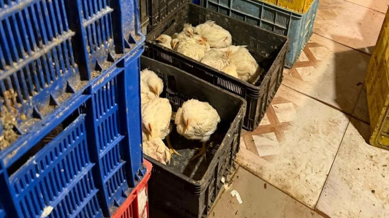 ფრინველთა არალეგალური სასაკლაო იმერეთში - სურსათის ეროვნულმა სააგენტომ საწარმოო პროცესი შეუჩერა