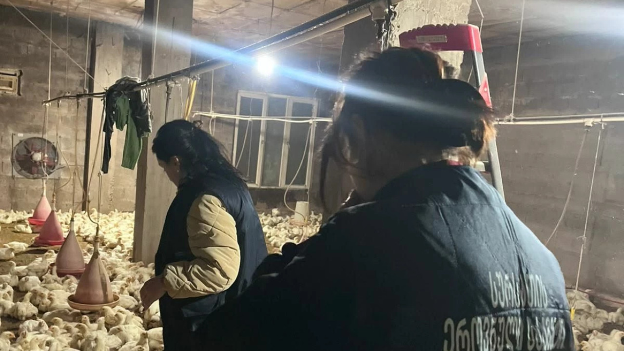 ფრინველის არალეგალური სასაკლაოები აჭარასა და იმერეთში - სეს-მა საწარმოო პროცესი კიდევ ორ ობიექტს შეუჩერა