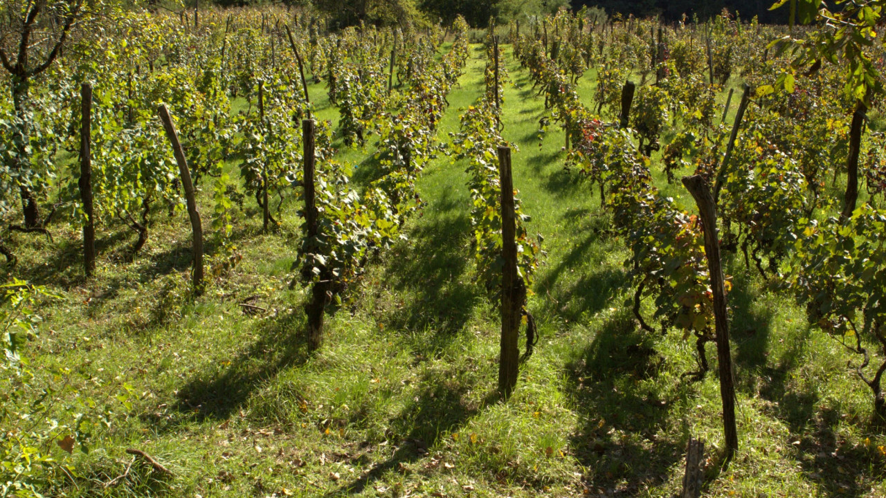 "ვენახების გაშენებაზე თანხმობის გაცემის პრაქტიკა მოქმედებს ევროკავშირის ყველა ღვინის მწარმოებელ ქვეყანაში" - ლევან მეხუზლა