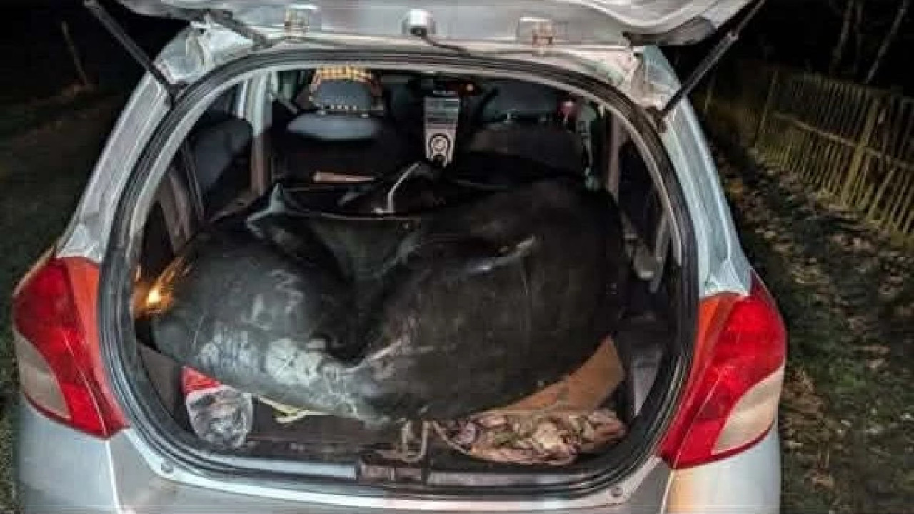 გარემოსდაცვითი ზედამხედველობის დეპარტამენტმა სამეგრელოში ბრაკონიერობის ფაქტი გამოავლინა