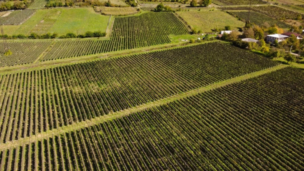 "ვენახების საკადასტრო მონაცემების განახლება გრძელდება" - ღვინის ეროვნული სააგენტო
