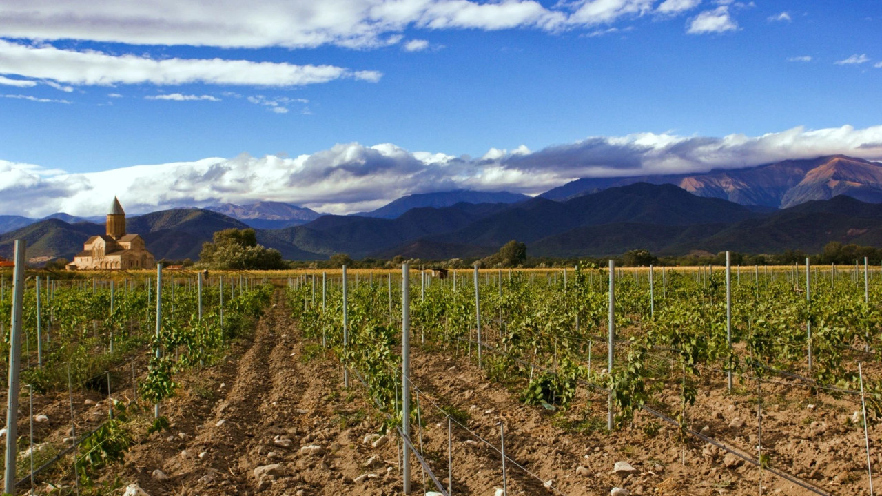 ლევან მეხუზლა: ვენახების გაშენებაზე თანხმობა ევროკავშირის ღვინის მწარმოებელ ყველა ქვეყანაში გაიცემა