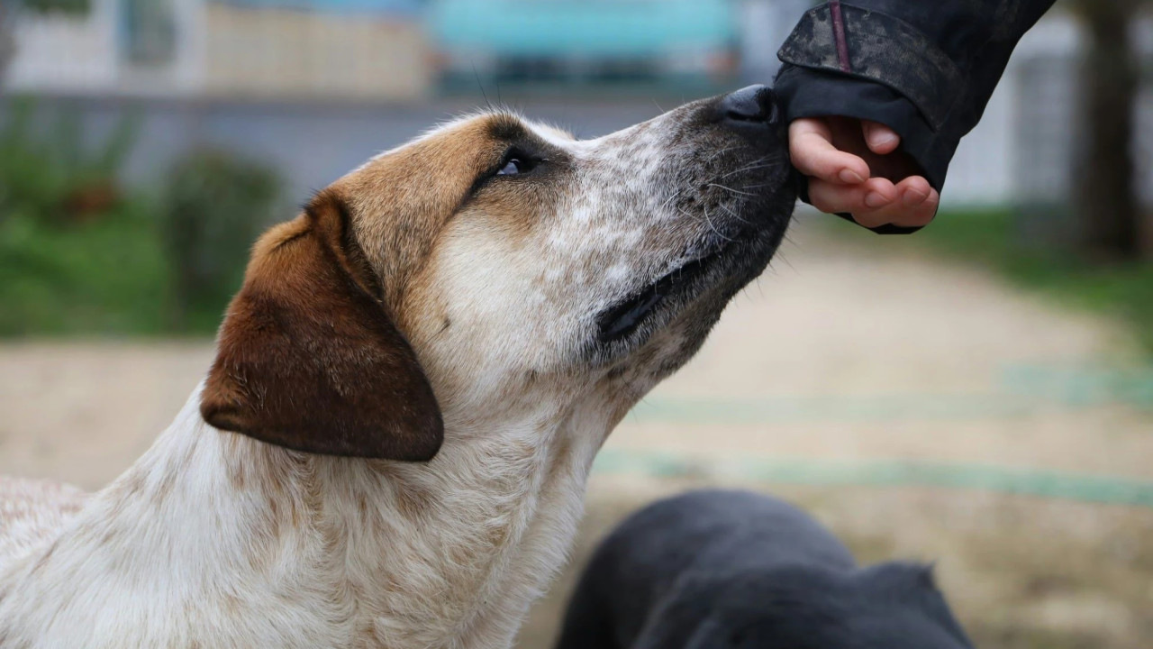 ძაღლების ჰიპერპოპულაციის მართვის რეფორმა კახეთში ადგილობრივ თვითმმართველობებთან განიხილეს