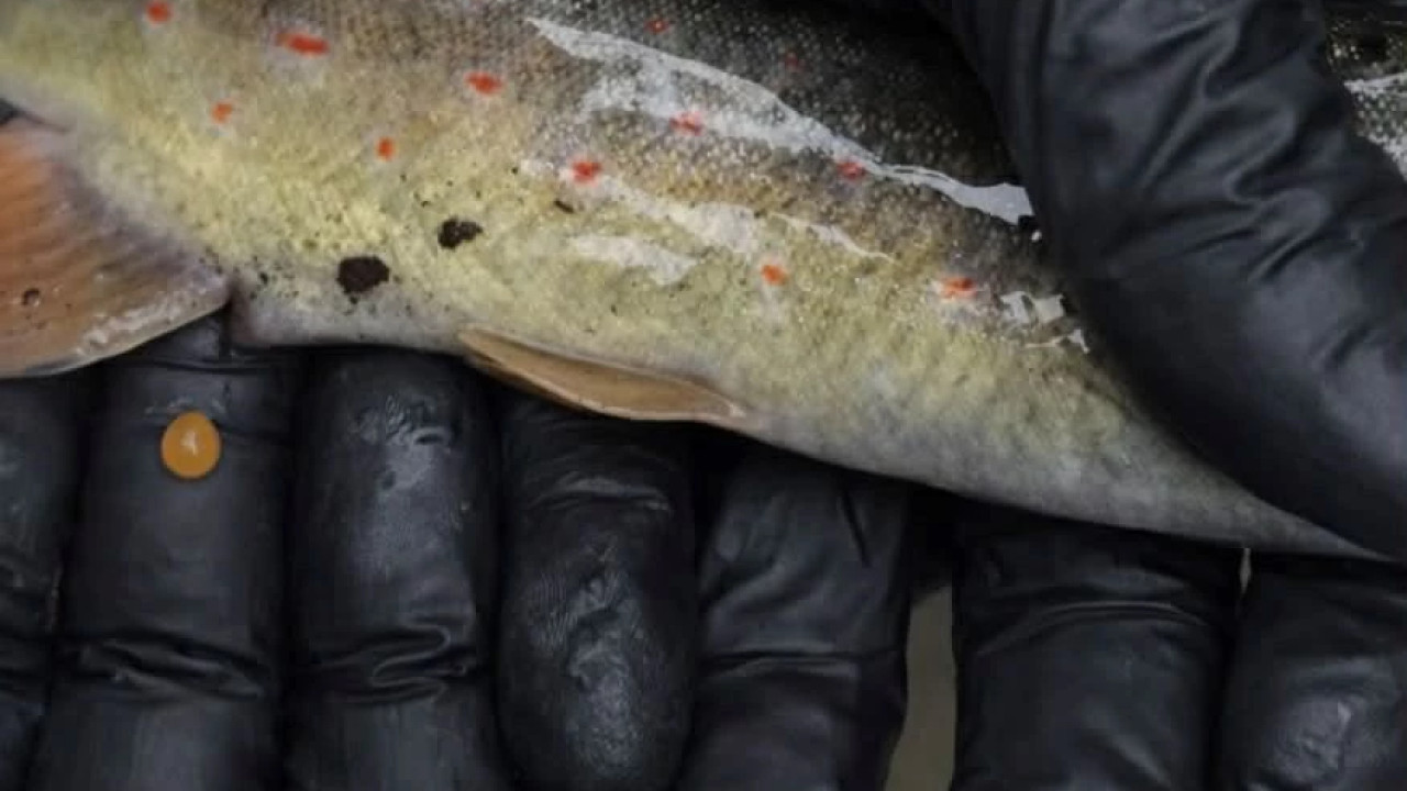 გორის მუნიციპალიტეტის დათევზიანებულ მდინარეებში ნაკადულის კალმახის პოპულაციის მონიტორინგი განხორციელდა