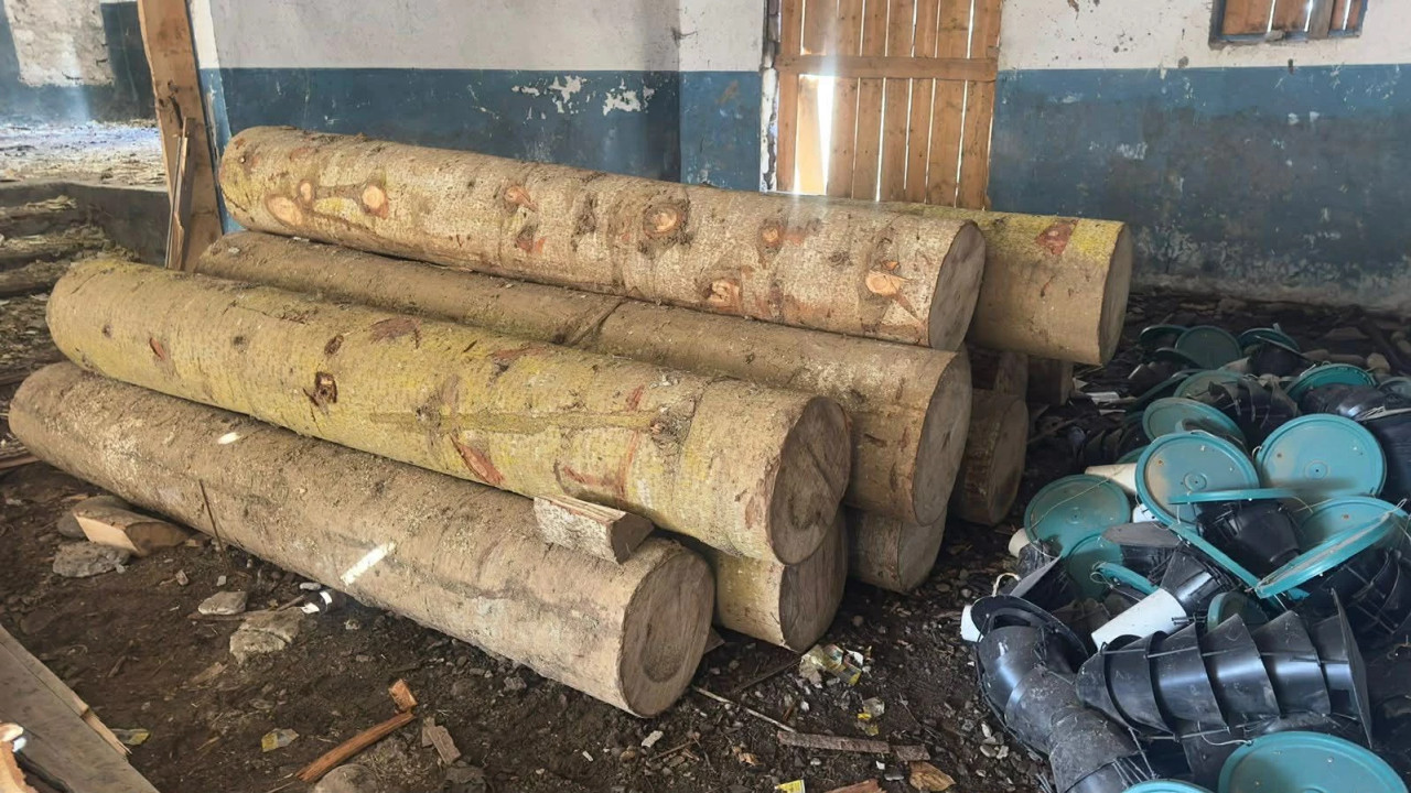 გარემოსდაცვითი ზედამხედველობის დეპარტამენტმა აჭარასა და გურიაში უკანონო ტყითსარგებლობის ფაქტები გამოავლინა