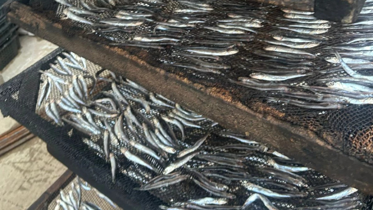 სეს-მა თევზის შესაბოლ არალეგალურ საწარმოში კრიტიკული შეუსაბამობები გამოავლინა