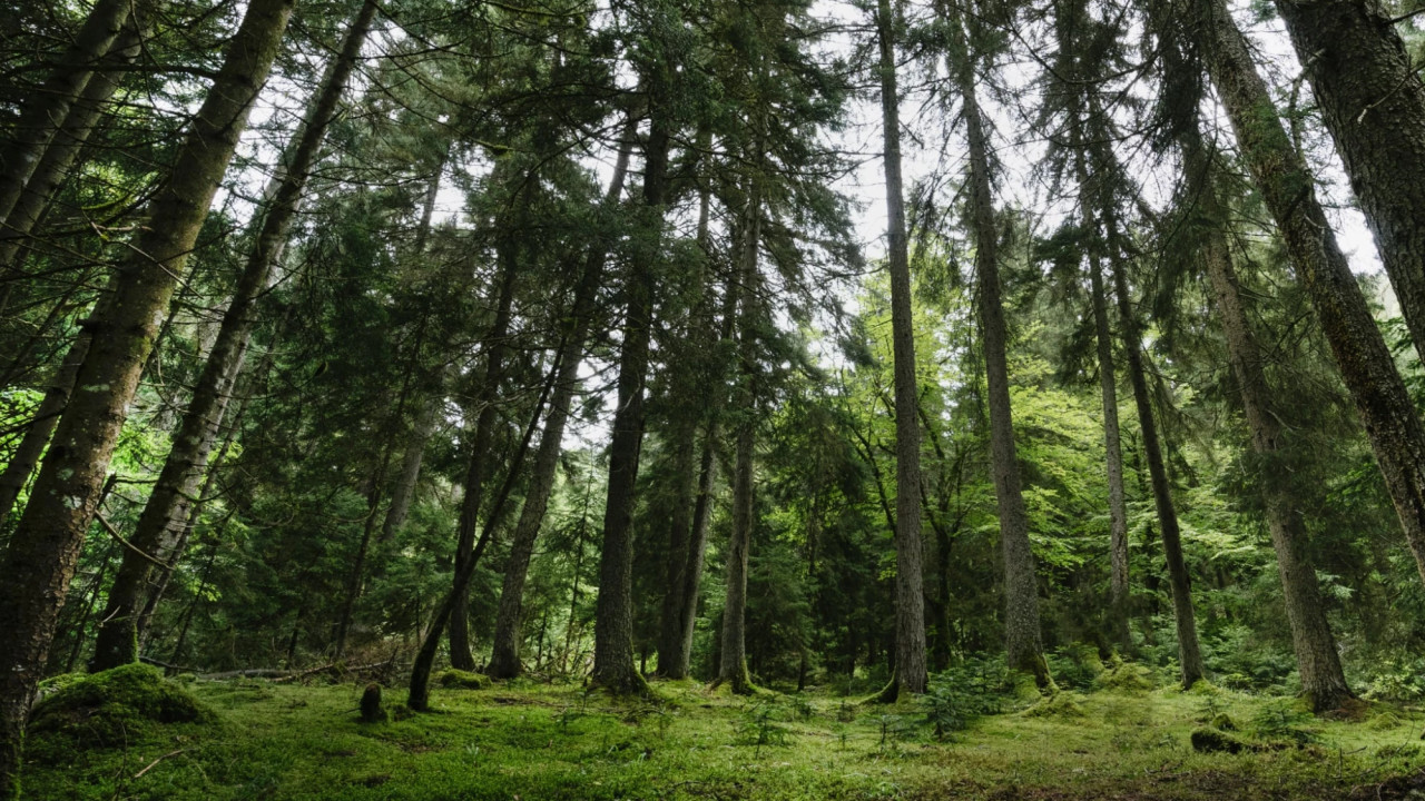 "ტყე სტრატეგიული მნიშვნელობის რესურსია და აქვს პოტენციალი წვლილი შეიტანოს ქვეყნის განვითარებაში" - ნათია იორდანიშვილი