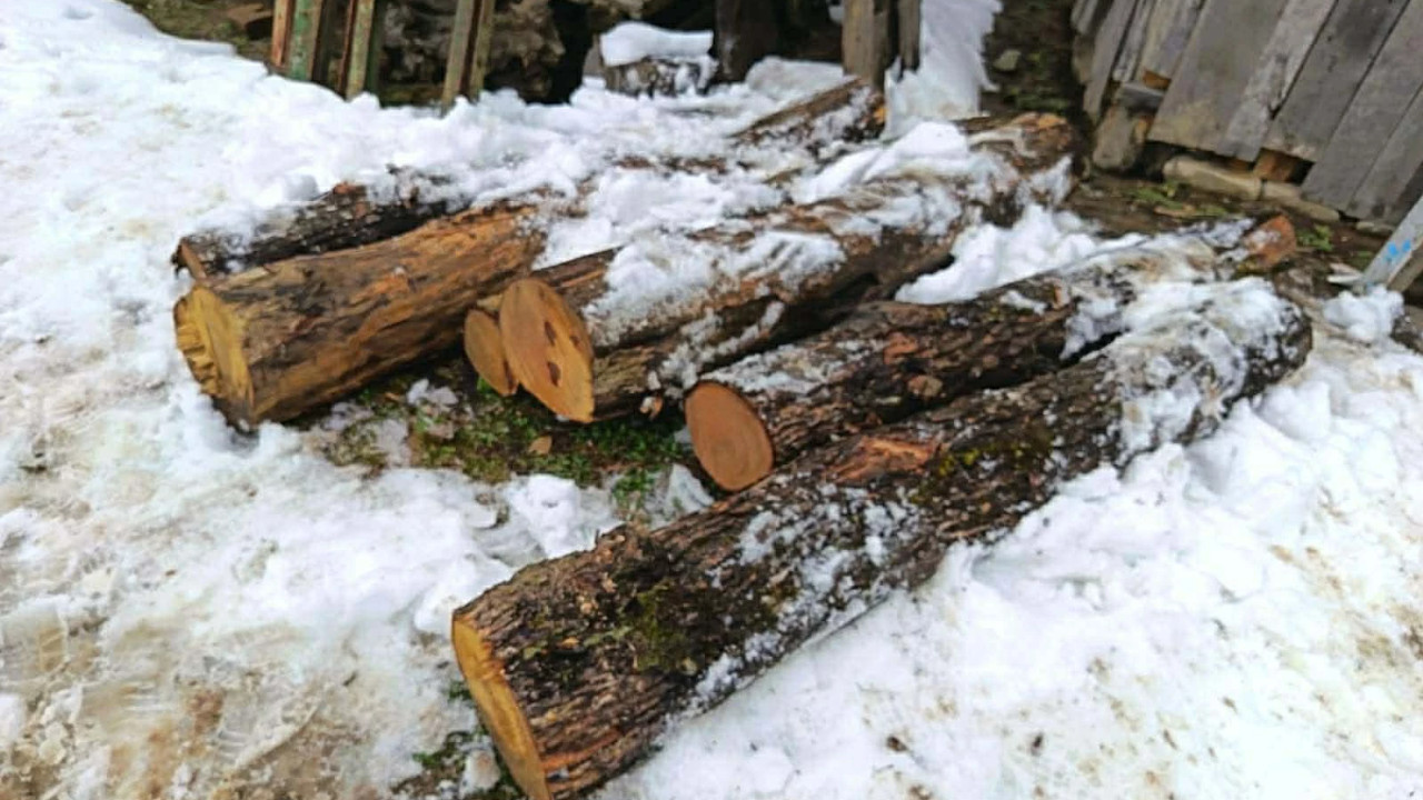 იმერეთში უკანონო სახერხი საამქროები გამოავლინეს