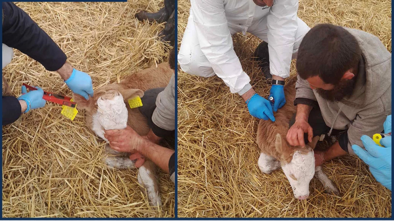 დედოფლისწყაროს მუნიციპალიტეტში მსხვილფეხა საქონელს ცოფი დაუდასტურდა