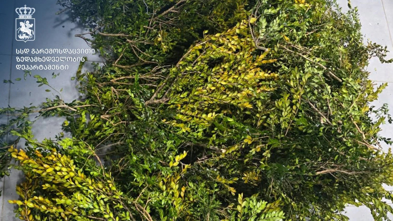 გარემოსდაცვითი ზედამხედველობის დეპარტამენტმა ბზის უკანონო მოპოვების ფაქტი გამოავლინა
