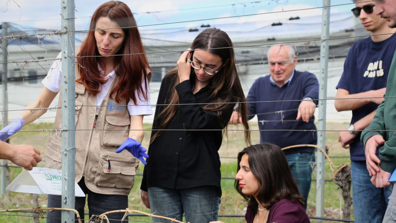 ჯიღაურაში ყურძნის მავნებლების მართვის ეკომეგობრული მეთოდი ინერგება