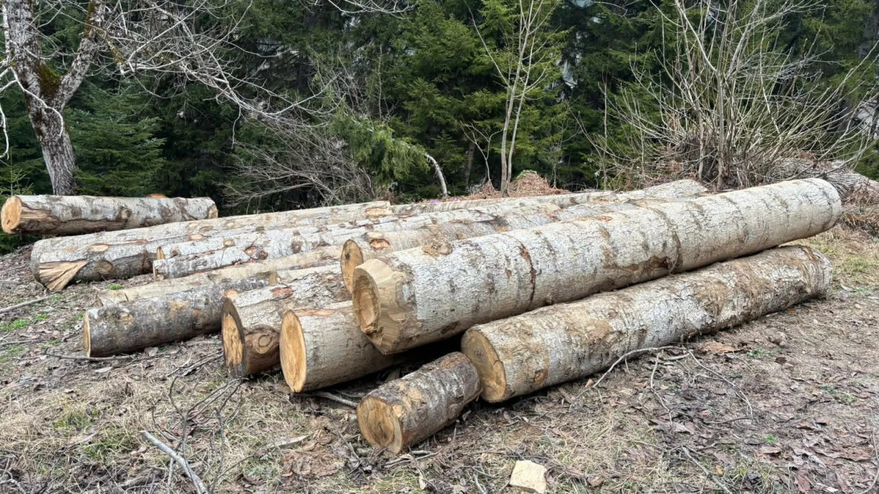 გარემოსდაცვითი ზედამხედველობის დეპარტამენტმა აჭარაში უკანონო ტყითსარგებლობის 10 ფაქტი გამოავლინა