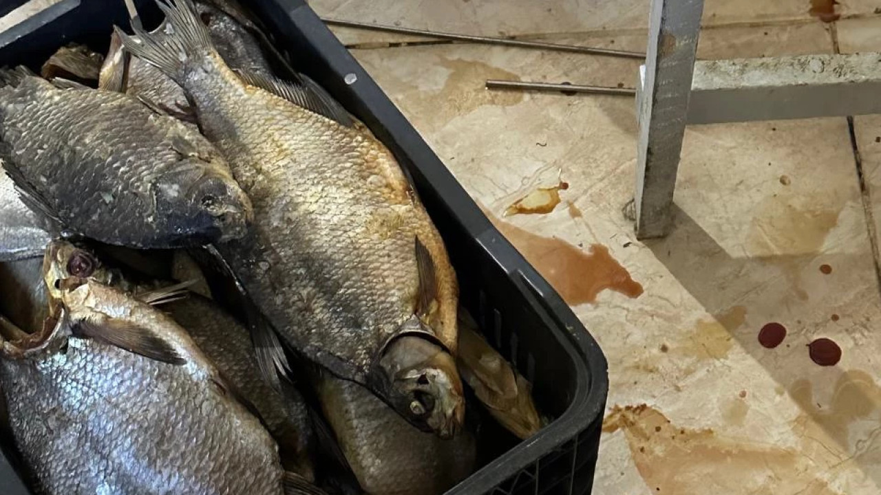 სურსათის ეროვნულმა სააგენტომ გორში თევზის არალეგალური საწარმო გამოავლინა