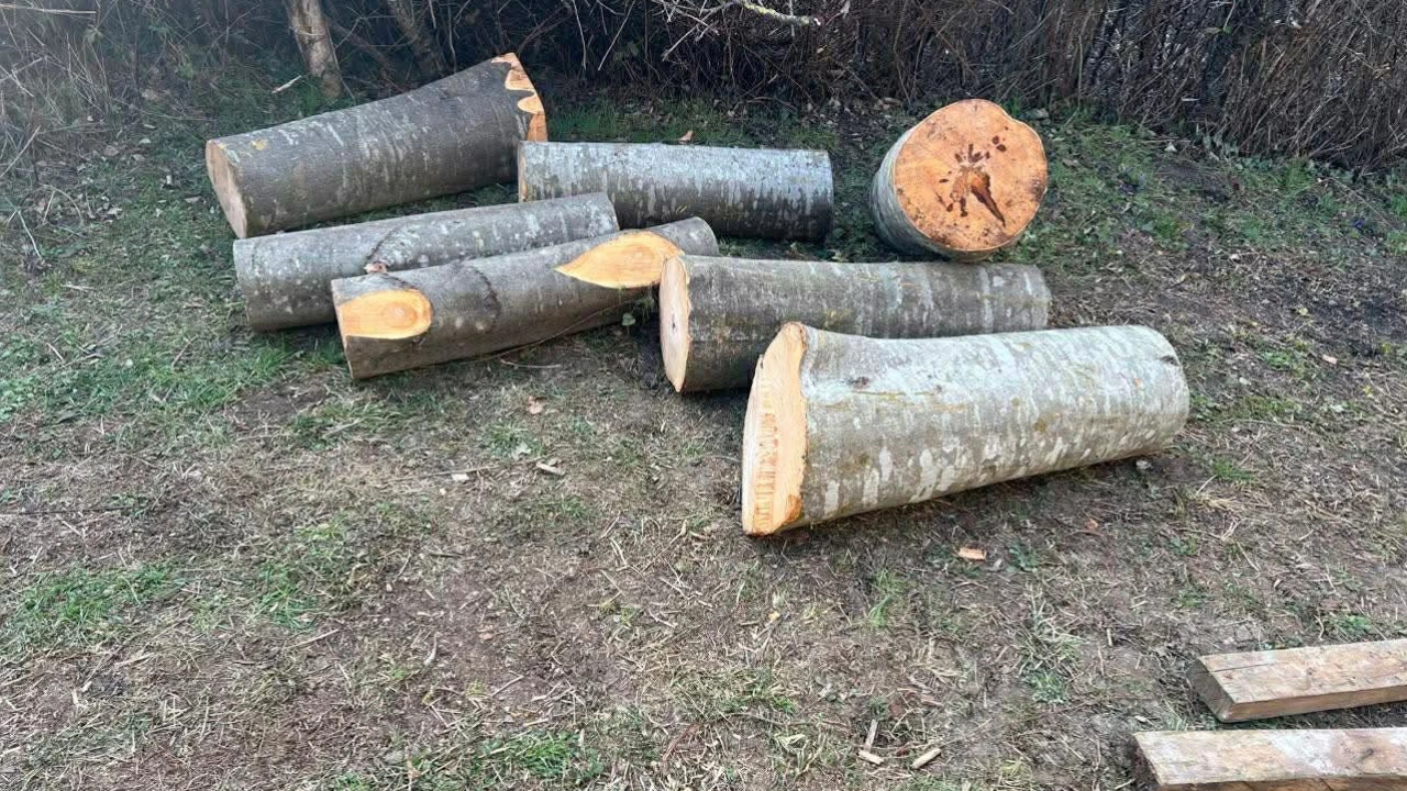 გარემოსდაცვითი ზედამხედველობის დეპარტამენტმა კახეთში უკანონო ტყითსარგებლობის 4 ფაქტი გამოავლინა