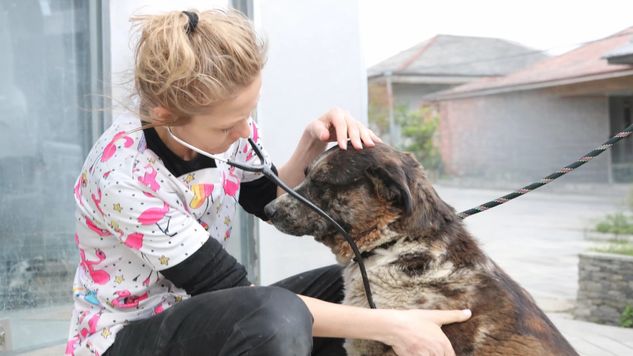 სამტრედიაში ცხოველების სტერილიზაცია-ვაქცინაცია-იდენტიფიკაციის კამპანია მიმდინარეობს