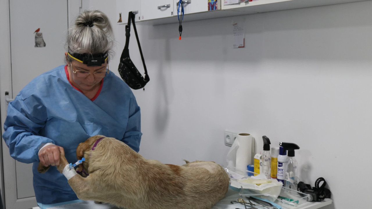 სამტრედიაში ქართველი და პოლონელი ვეტერინარების ერთობლივი კამპანია მიმდინარეობს