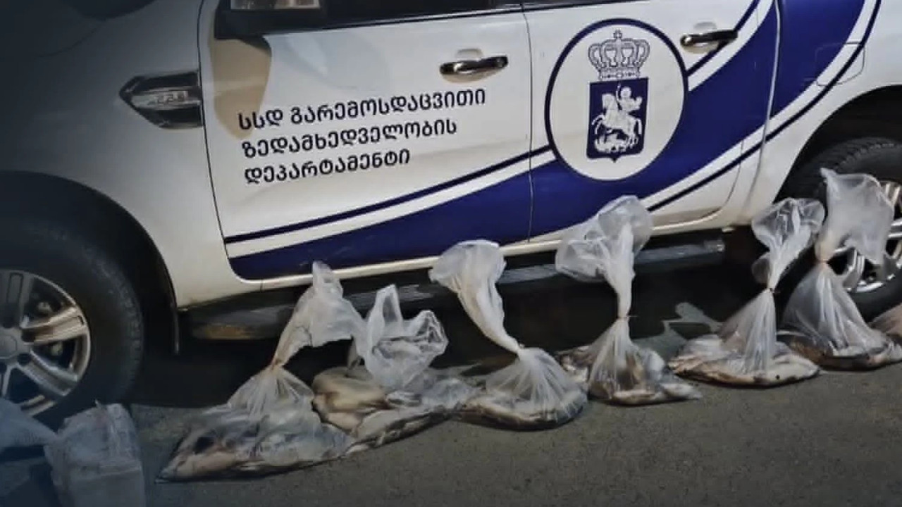 გარემოსდაცვითი ზედამხედველობის დეპარტამენტმა თბილისში ბრაკონიერობის ფაქტი გამოავლინა