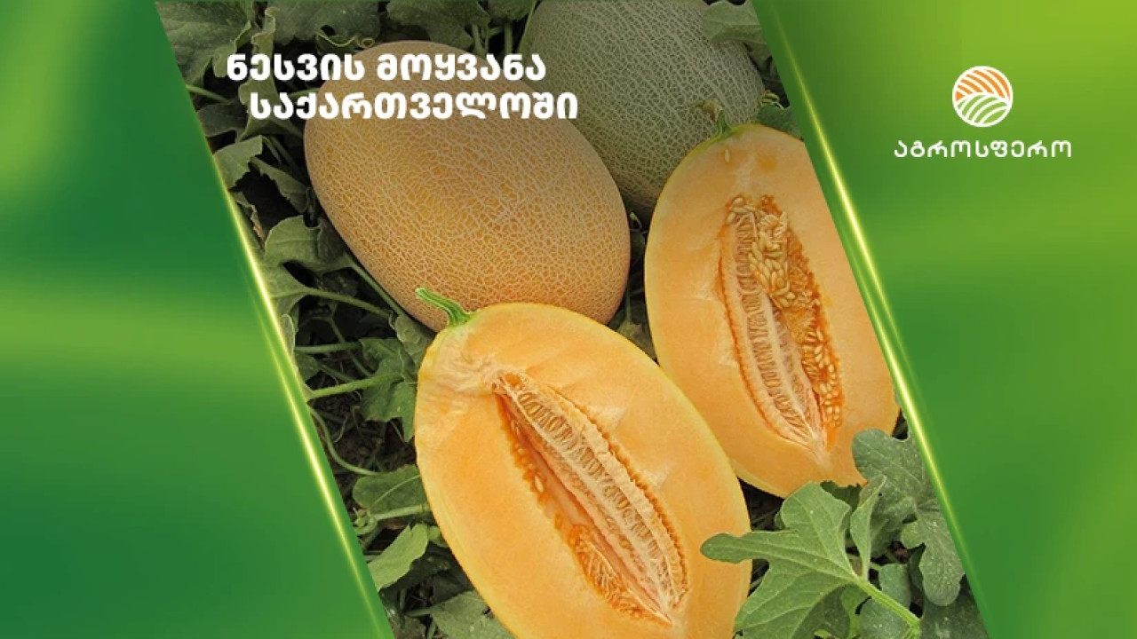 ნესვის მოყვანა საქართველოში – რა უნდა გაითვალისწინოთ უხვი მოსავლის მისაღებად?
